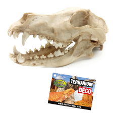 Czaszka REPTILE NOVA 27x13x13,5cm  Dekoracje do terrarium